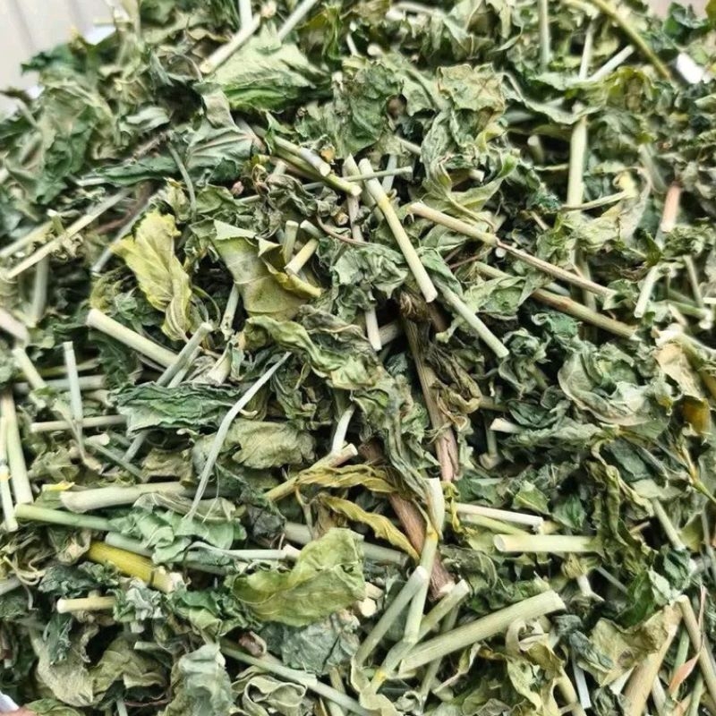 cây bìm bịp Clinacanthus nutans cay bim bip Clinacanthus nutans
