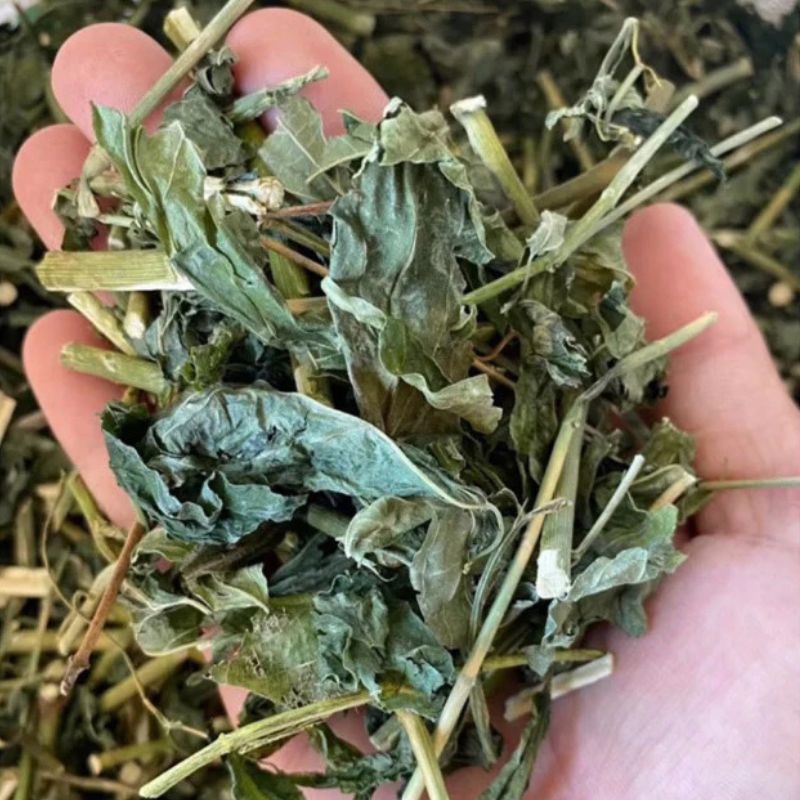 cây bìm bịp Clinacanthus nutans cay bim bip Clinacanthus nutans