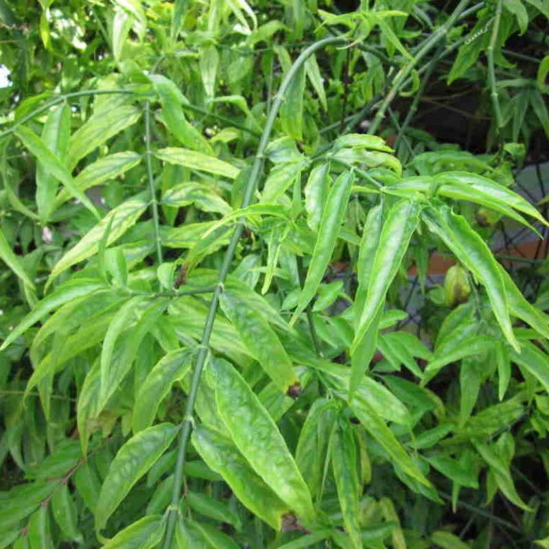 cây bìm bịp Clinacanthus nutans cay bim bip Clinacanthus nutans