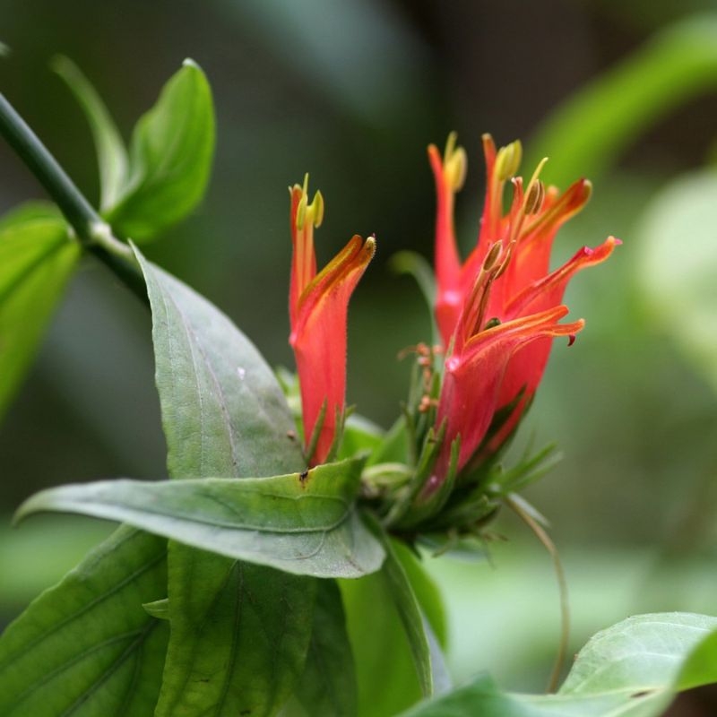 cây bìm bịp Clinacanthus nutans cay bim bip Clinacanthus nutans