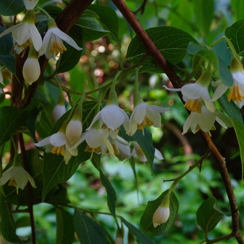 Cay bo de Styrax tonkinensis