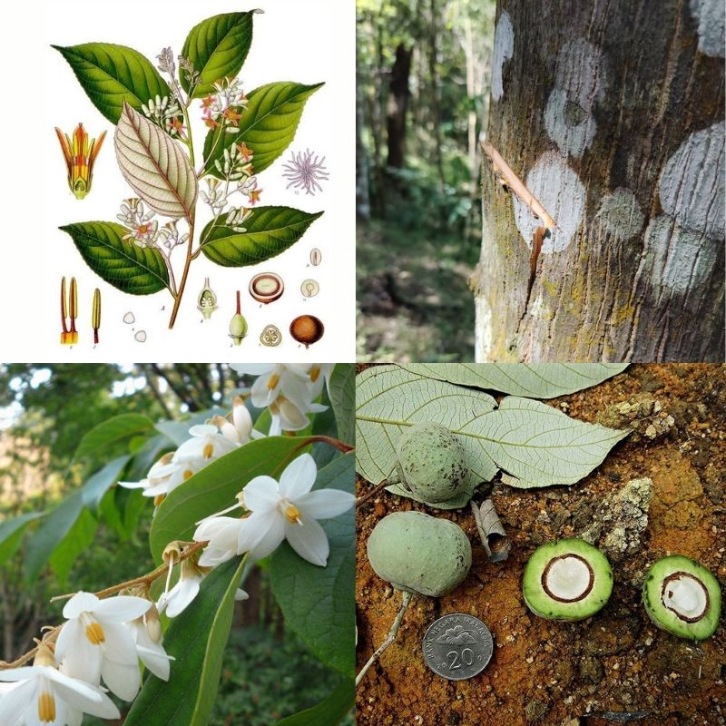 Cay bo de Styrax tonkinensis