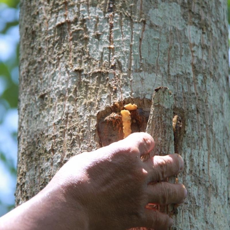 Cay bo de Styrax tonkinensis