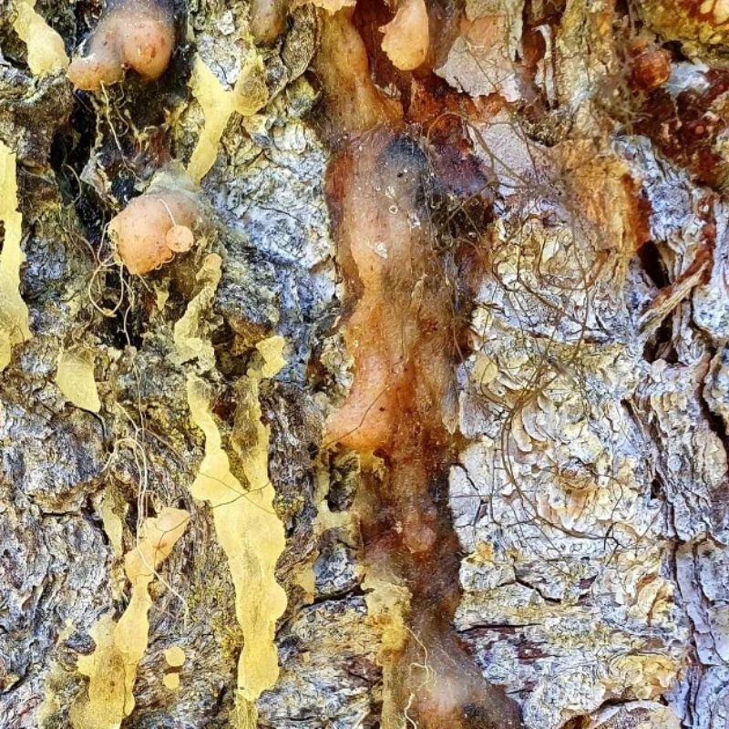 Cay bo de Styrax tonkinensis