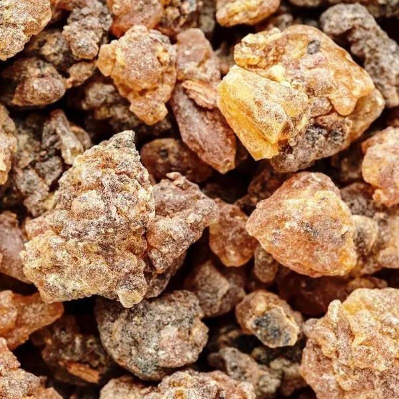 Cay bo de Styrax tonkinensis