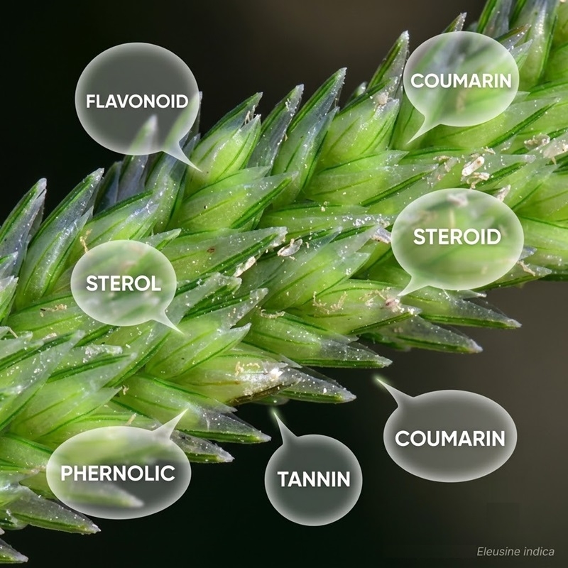 Cỏ mần trầu Eleusine indica Co man trau Eleusine indica