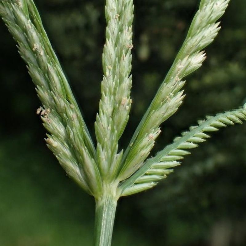 Cỏ mần trầu Eleusine indica Co man trau Eleusine indica