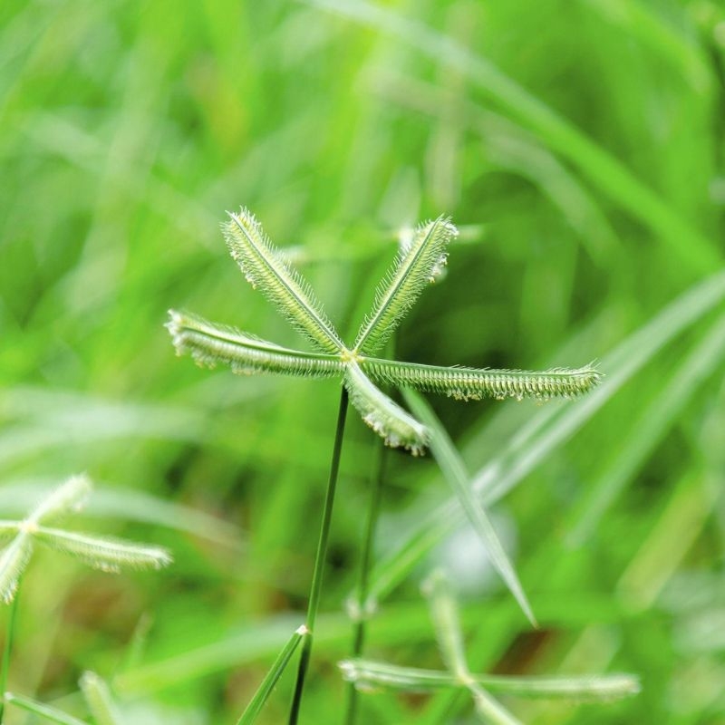 Cỏ mần trầu Eleusine indica Co man trau Eleusine indica