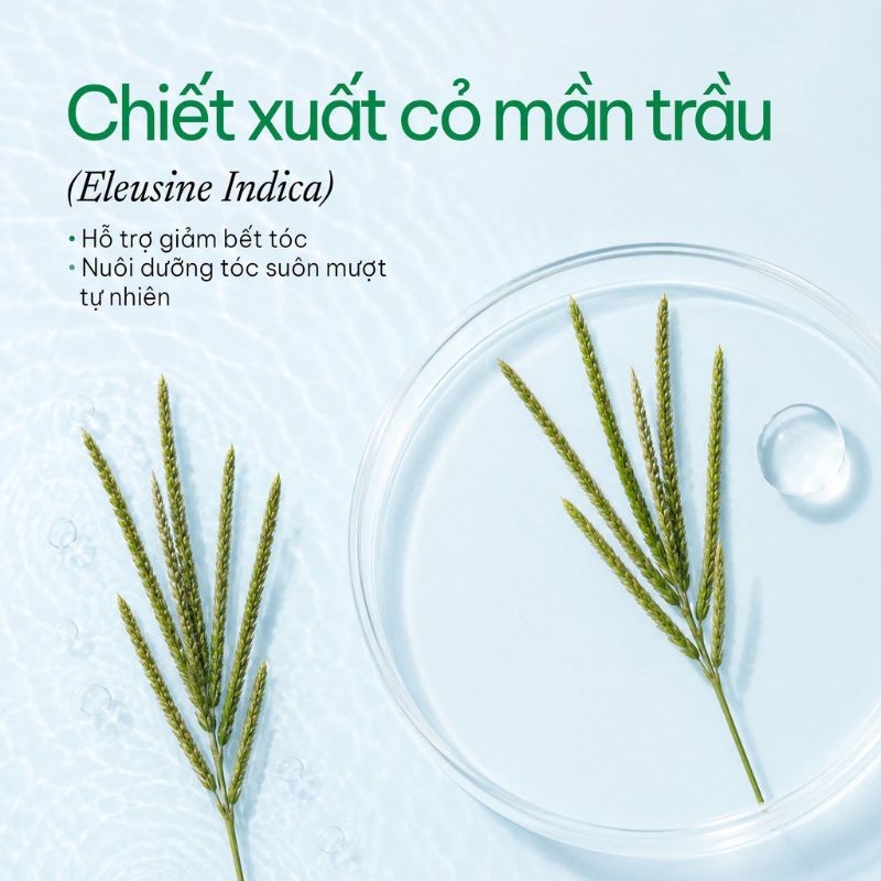 Cỏ mần trầu Eleusine indica Co man trau Eleusine indica