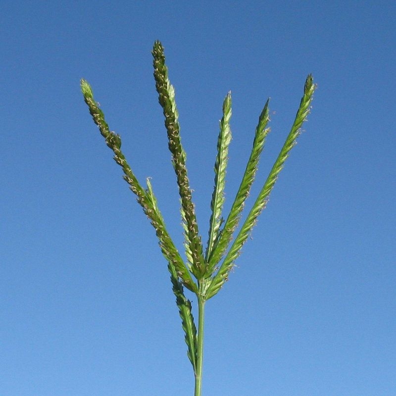 Cỏ mần trầu Eleusine indica Co man trau Eleusine indica
