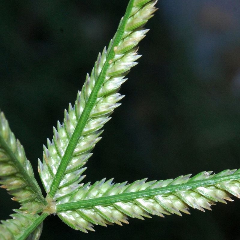 Cỏ mần trầu Eleusine indica Co man trau Eleusine indica