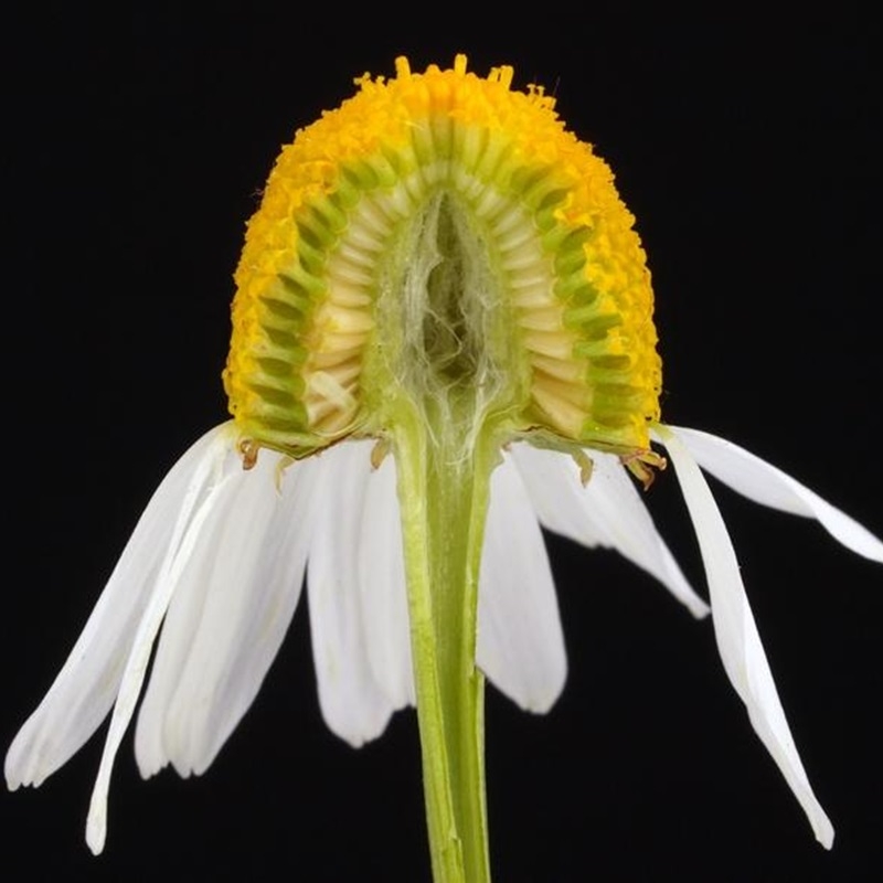 Cuc La Ma Matricaria chamomilla