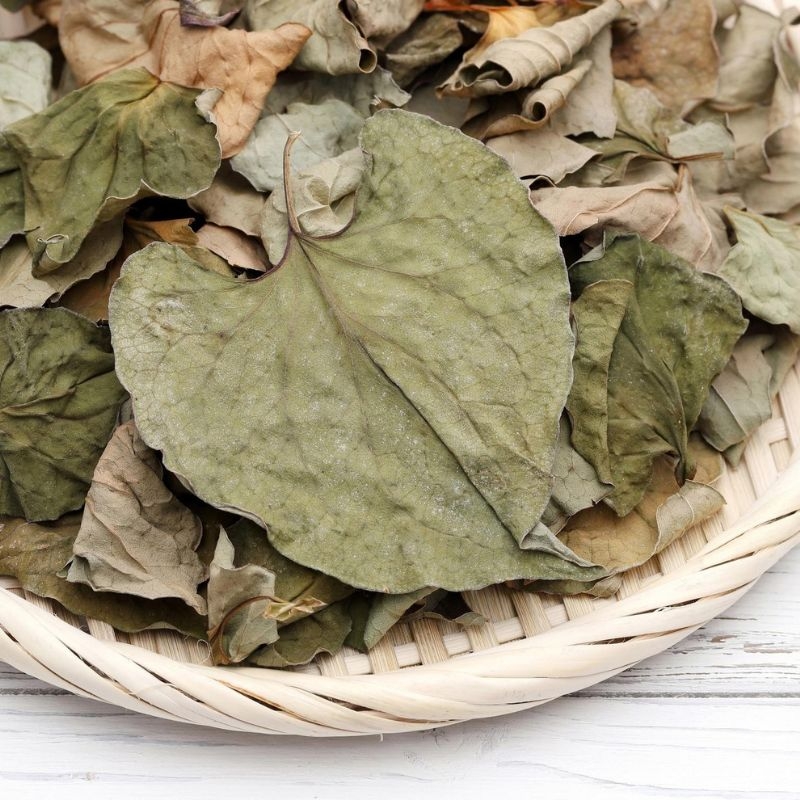 diep ca houttuynia cordata
