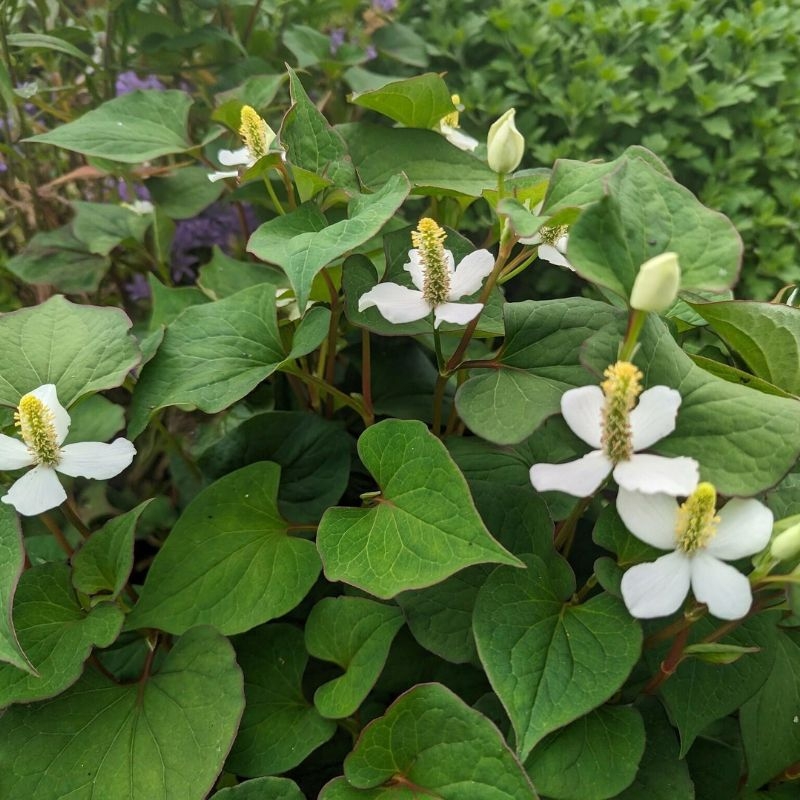 diep ca houttuynia cordata