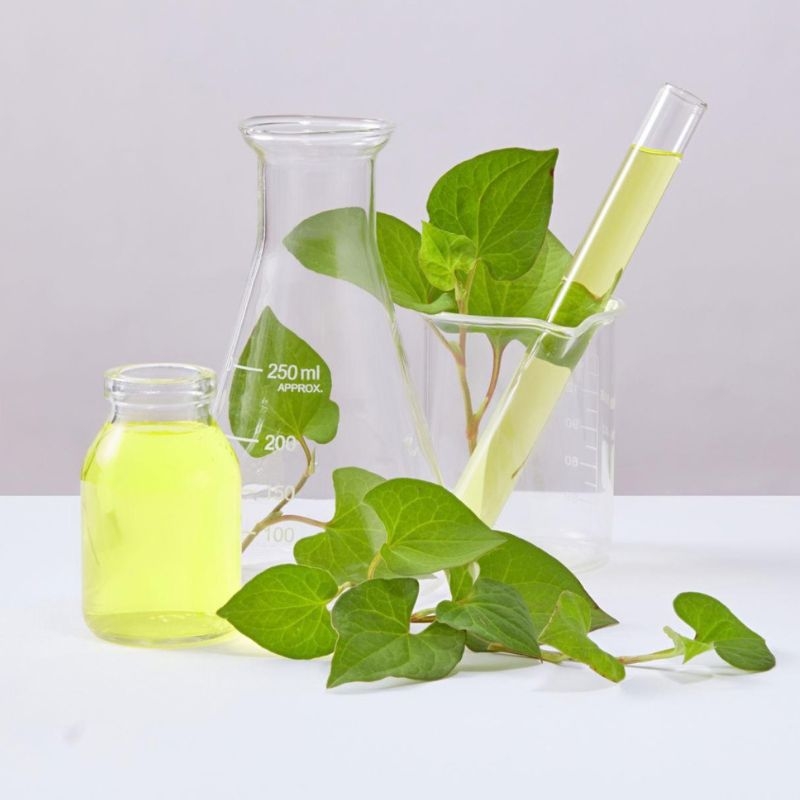 diep ca houttuynia cordata