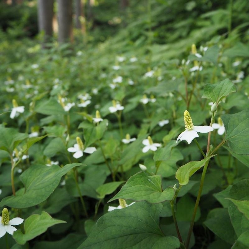 diep ca houttuynia cordata