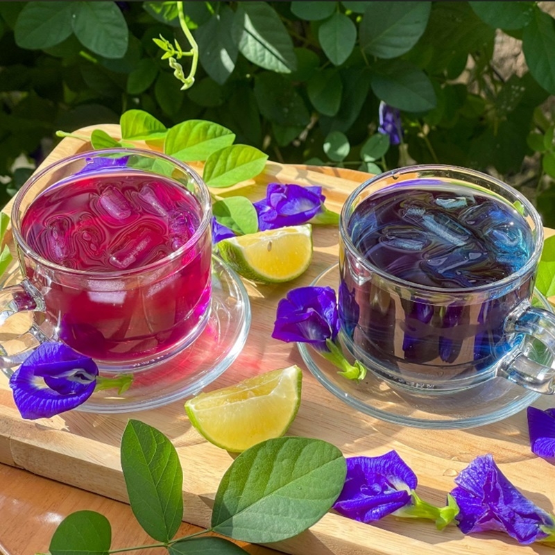 hoa dau biec Clitoria ternatea