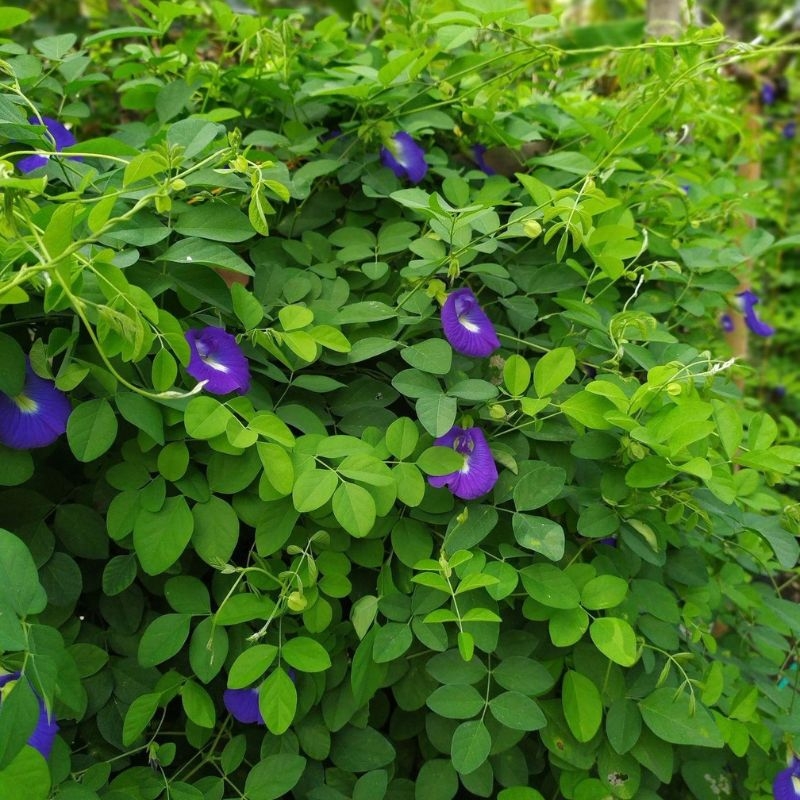 hoa dau biec Clitoria ternatea