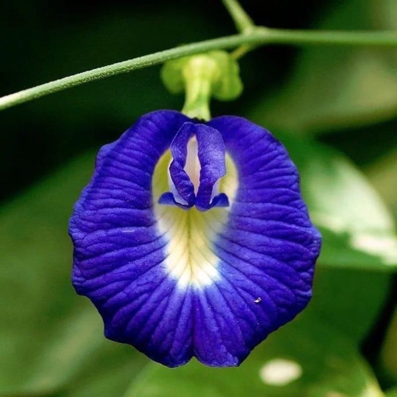 hoa dau biec Clitoria ternatea