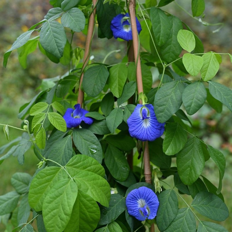 hoa dau biec Clitoria ternatea