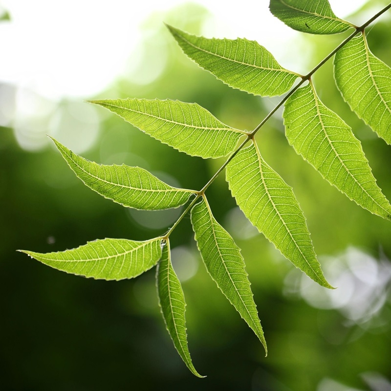 Lá Neem Azadirachta indica La Neem Azadirachta indica