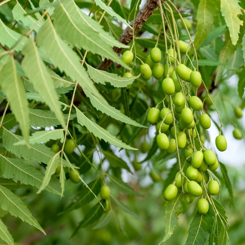 Lá Neem Azadirachta indica La Neem Azadirachta indica