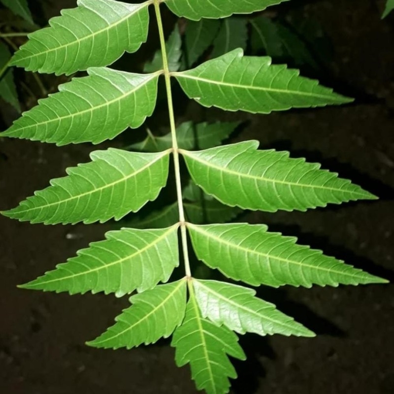 Lá Neem Azadirachta indica La Neem Azadirachta indica