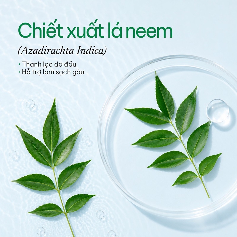 La Neem Azadirachta indica