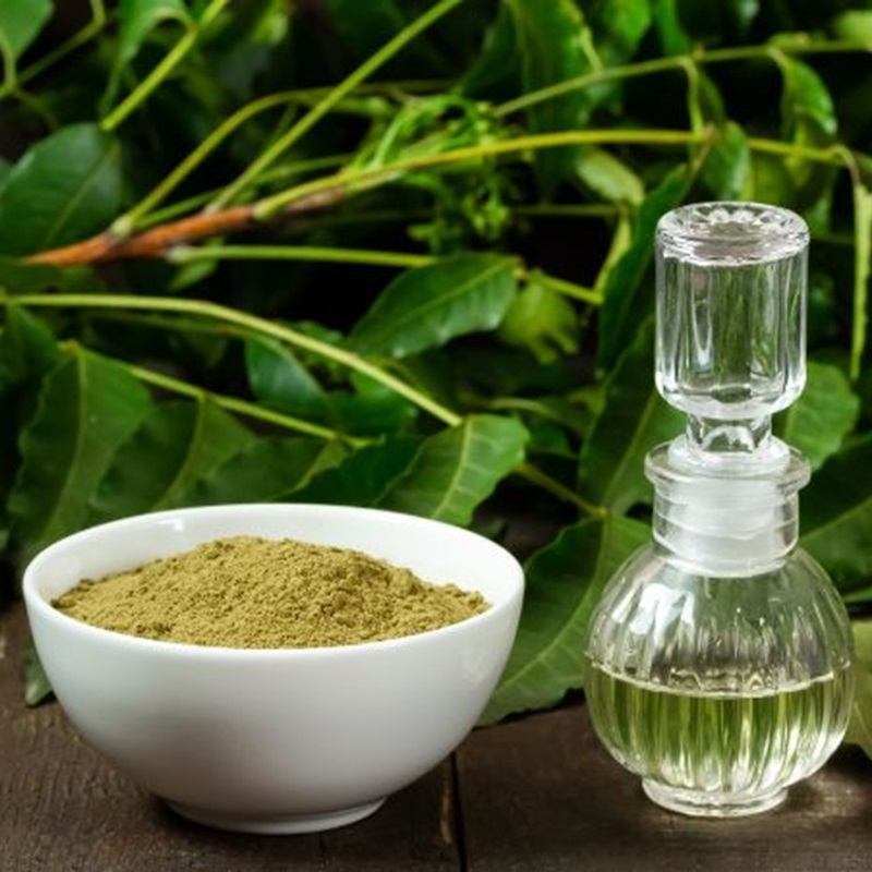 Lá Neem Azadirachta indica La Neem Azadirachta indica