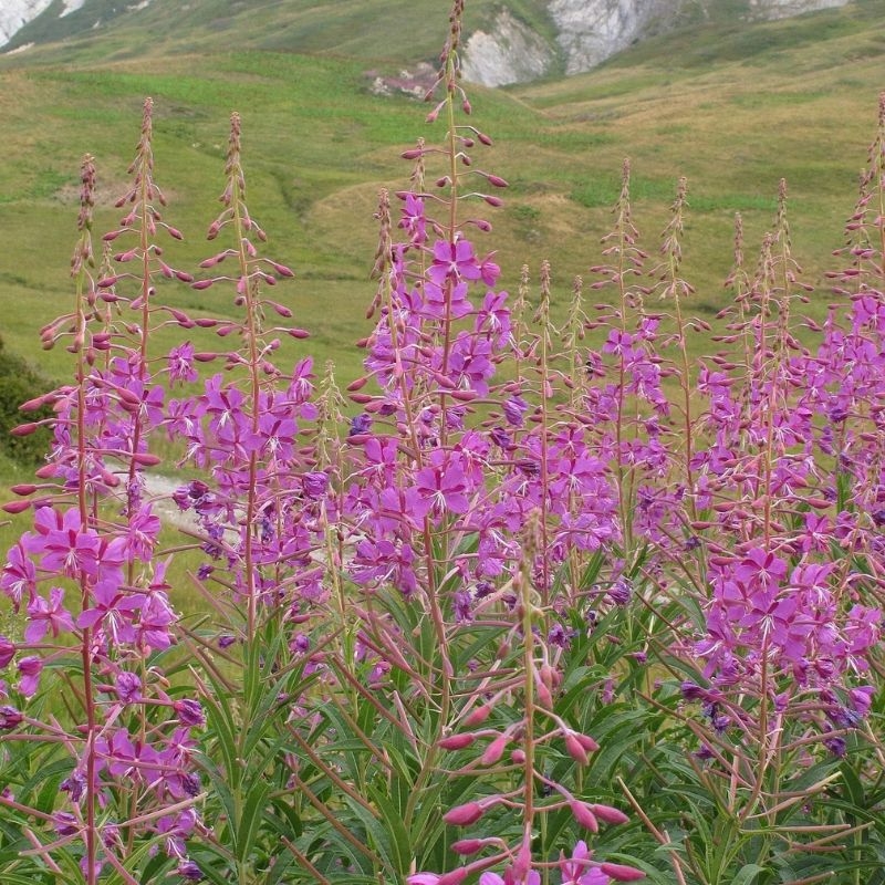 lieu thao Epilobium angustifolium