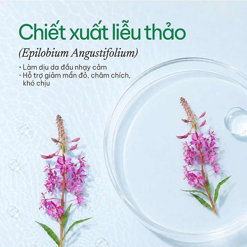 lieu thao Epilobium angustifolium