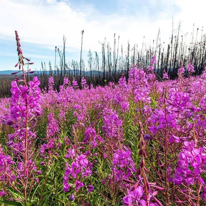 lieu thao Epilobium angustifolium