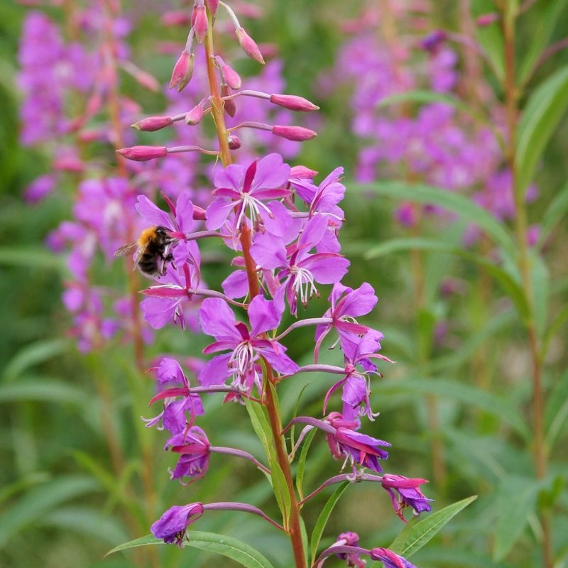 lieu thao Epilobium angustifolium
