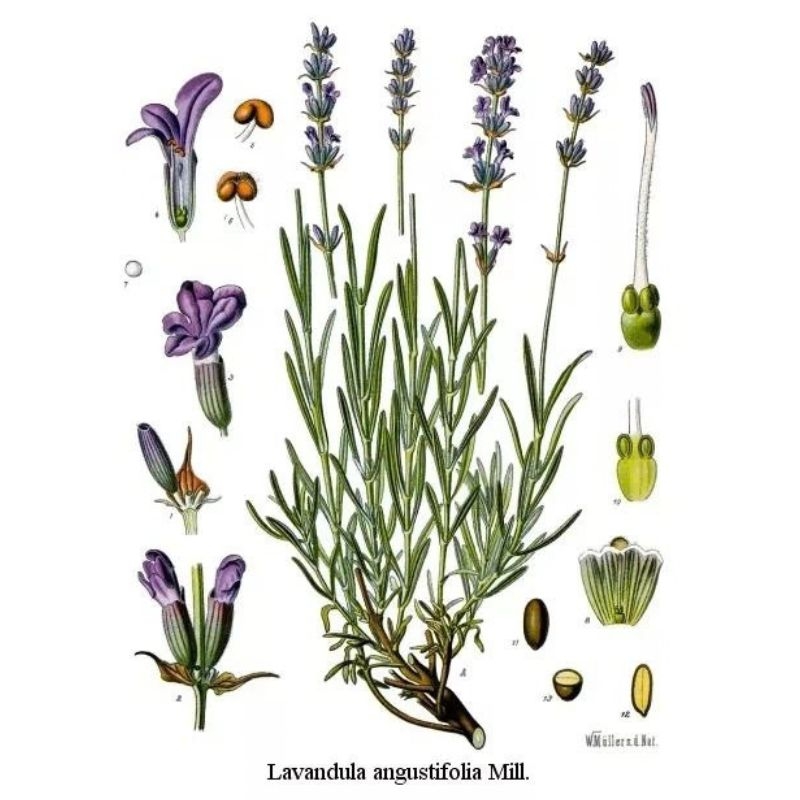 Oải hương Lavandula angustifolia Oai huong Lavandula angustifolia