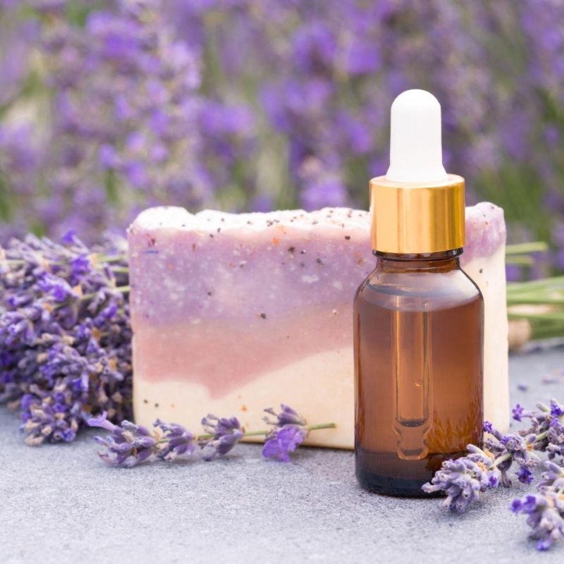 Oải hương Lavandula angustifolia Oai huong Lavandula angustifolia