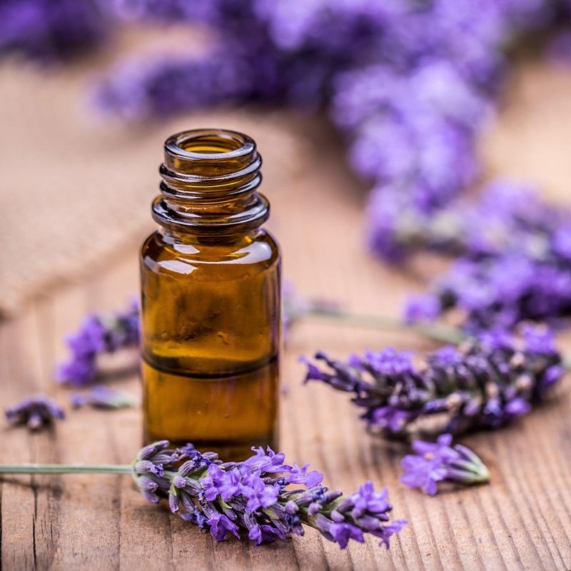 Oải hương Lavandula angustifolia Oai huong Lavandula angustifolia