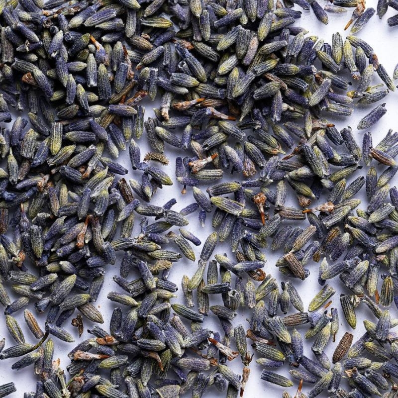 Oải hương Lavandula angustifolia Oai huong Lavandula angustifolia