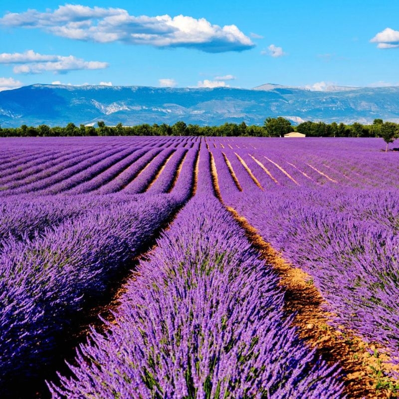Oải hương Lavandula angustifolia Oai huong Lavandula angustifolia
