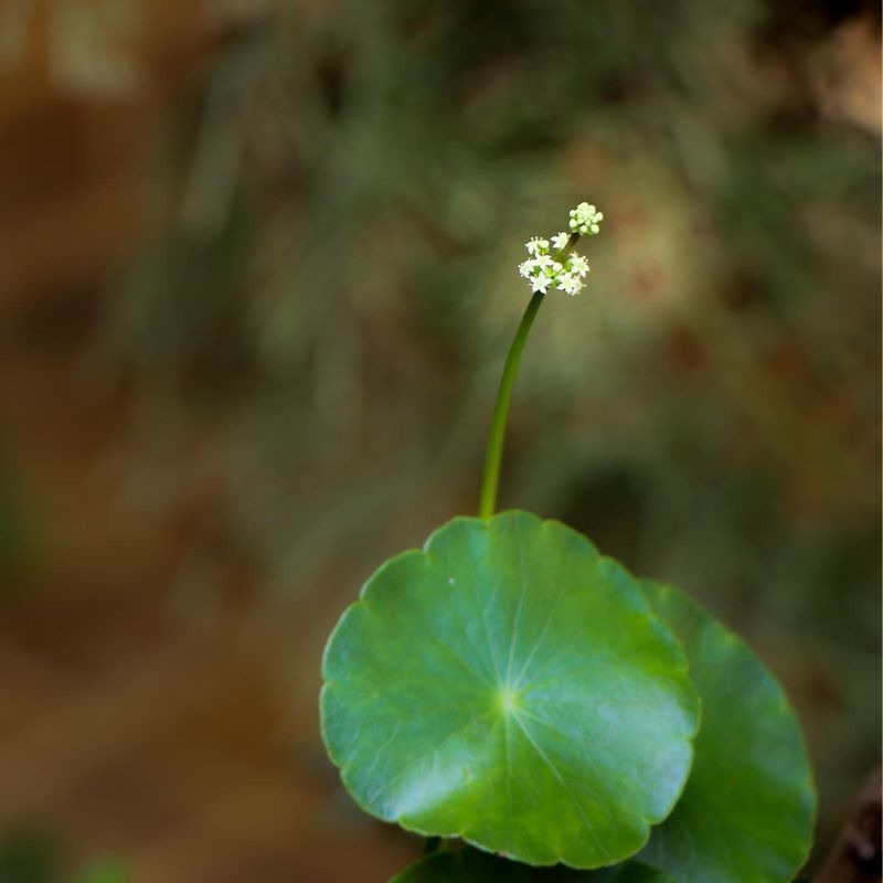 rau ma centella asiatica