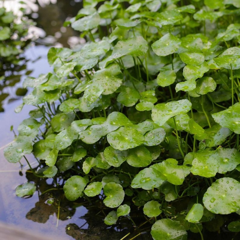 rau ma centella asiatica