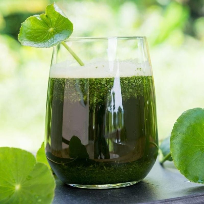 rau ma centella asiatica