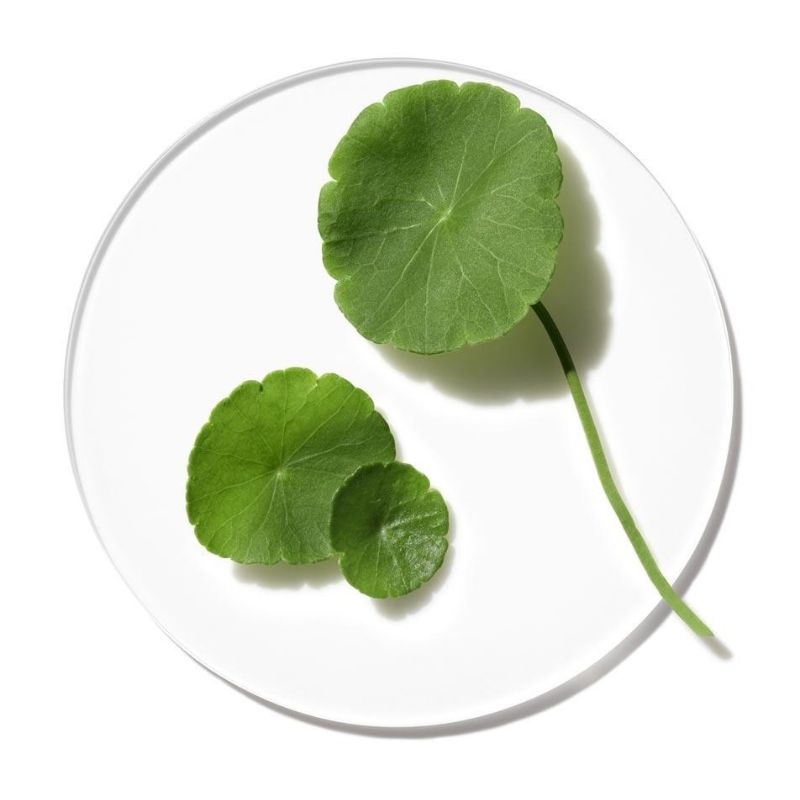 rau ma centella asiatica