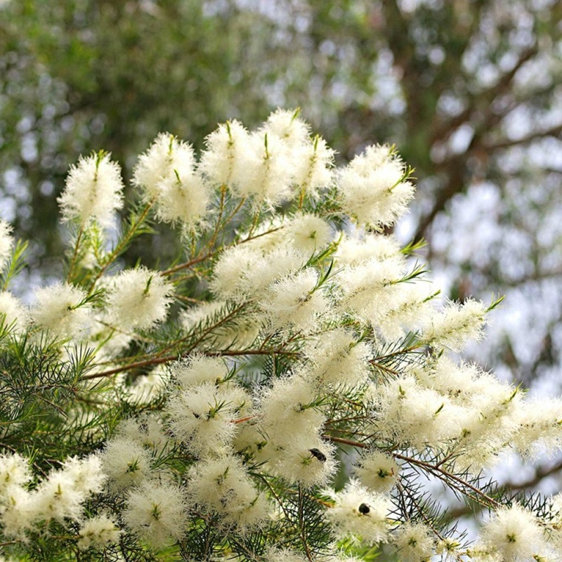 tram tra Melaleuca alternifolia