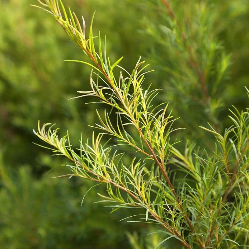 tram tra Melaleuca alternifolia