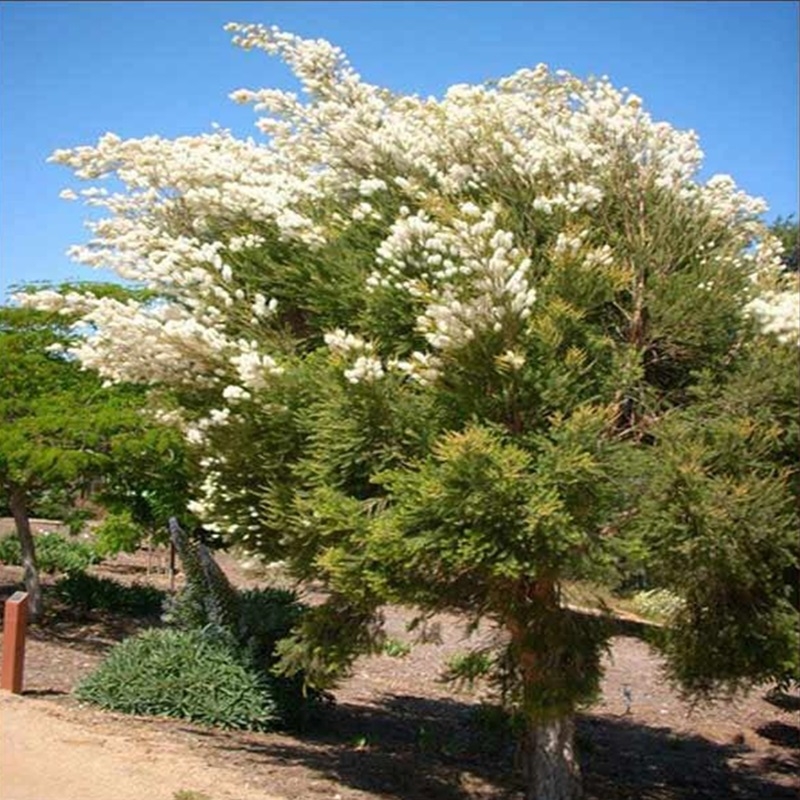 tram tra Melaleuca alternifolia