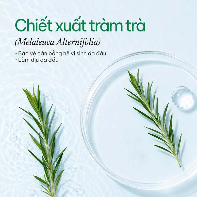 tram tra Melaleuca alternifolia