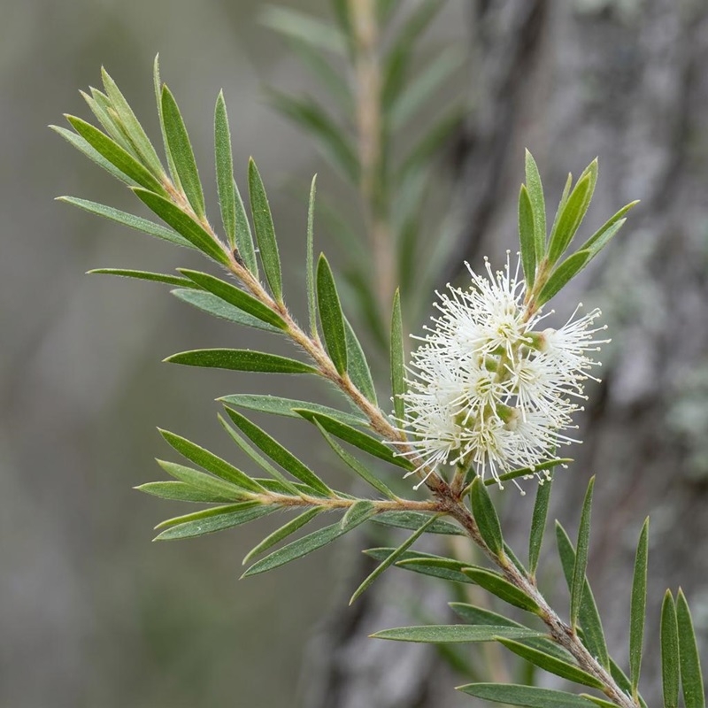tram tra Melaleuca alternifolia