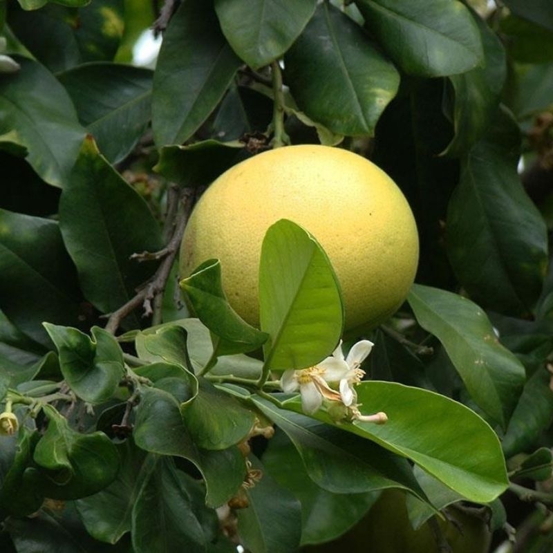vo buoi citrus maxima