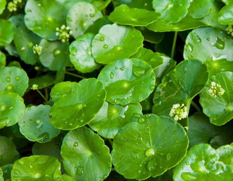 Centella Asiatica Extract là chất gì