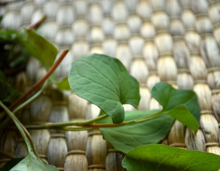 Houttuynia Cordata Extract là chất gì?